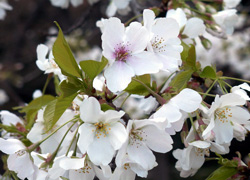 �A�}�M���V�m�Ƃ������ł��B