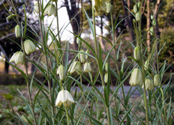 �{�ېՂɍ炢�Ă���o�C���Ƃ����Ԃł��B