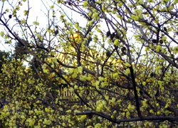 �����ّO�̃��E�o�C�ł��B�S��ʂł��B