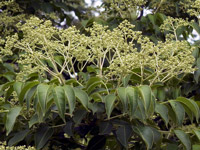 �S���Y�C�̉Ԃł��B