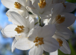 �n�N�E���{�N�̉ԁB���̎ʐ^���V���P�T���ɒǉ��B