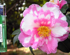 �Ԃ̖͗l�����ׂĈقȂ�悤�ł��B���y���݂�!!!