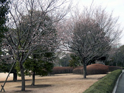 �~���ƃW���E�K�c�U�N���̖؂ł��B