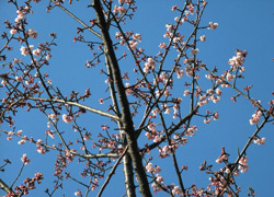 �{�ېՂ̊����ł��B