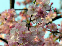 �k�̊�-�Ԗ؉���