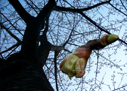 �k�̊ۂ̉͒Í����Q