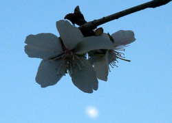 �~���Ƃ����l�ł��B