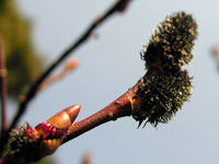 �N�����i�M���Q�ł��B