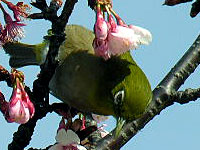 �����̖����z�����W��