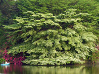 �傫�ȁu�~�Y�L�v�ł��B���̃{�[�g�Ƃ������������܂��B