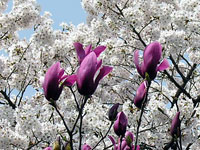 ���ł��Ԃ��A�ؘ@�A�n�i�J�C�h�E�A�n�i�Y�I�E�A�J���^�`�A�g�L���}���T�N�A�z�E�m�L�Ȃǂł��B