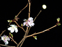 �k�̊ۂŎB��܂����B