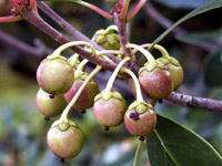 �]�ˏ�Ղ̖؂̎����W