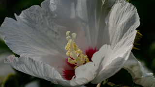 ムクゲとフヨウ