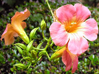 �Z��ނ̉Ԃ�����܂��B