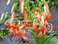 �Z��ނ̕S���ł��B