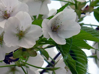 ����A�哇�A�����A�֎R�A��߉��Ȃǂł��B