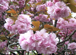 �{�ېՂ̃T�g�U�N�����W�ł��B