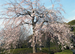 �V�_���U�N���ł��B