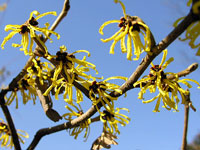 �}���T�N�̕������U��̂悤�ł��B