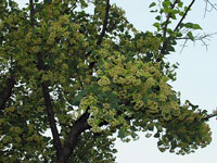 �V�i�m�L�ł��B