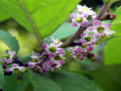 6�����{�̃E�����h�L�̉Ԃł��B�S��ʂł��B