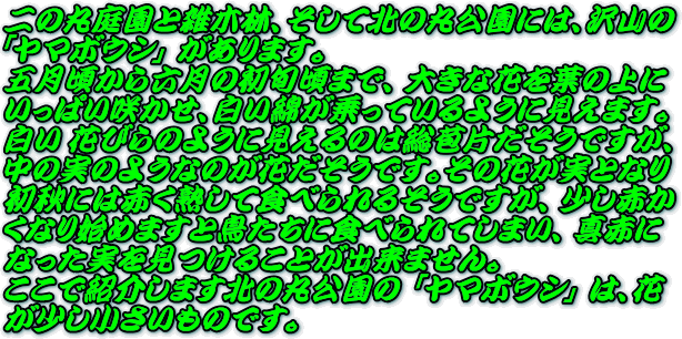 �傫�ȉԂ��������ƍ炫�܂��̂ŁA�����Ȃ��̂ł��B